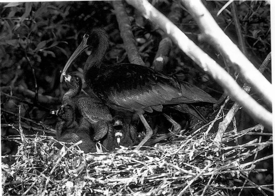 Prévisualisation du document Les petits de l'ibis falcinelle