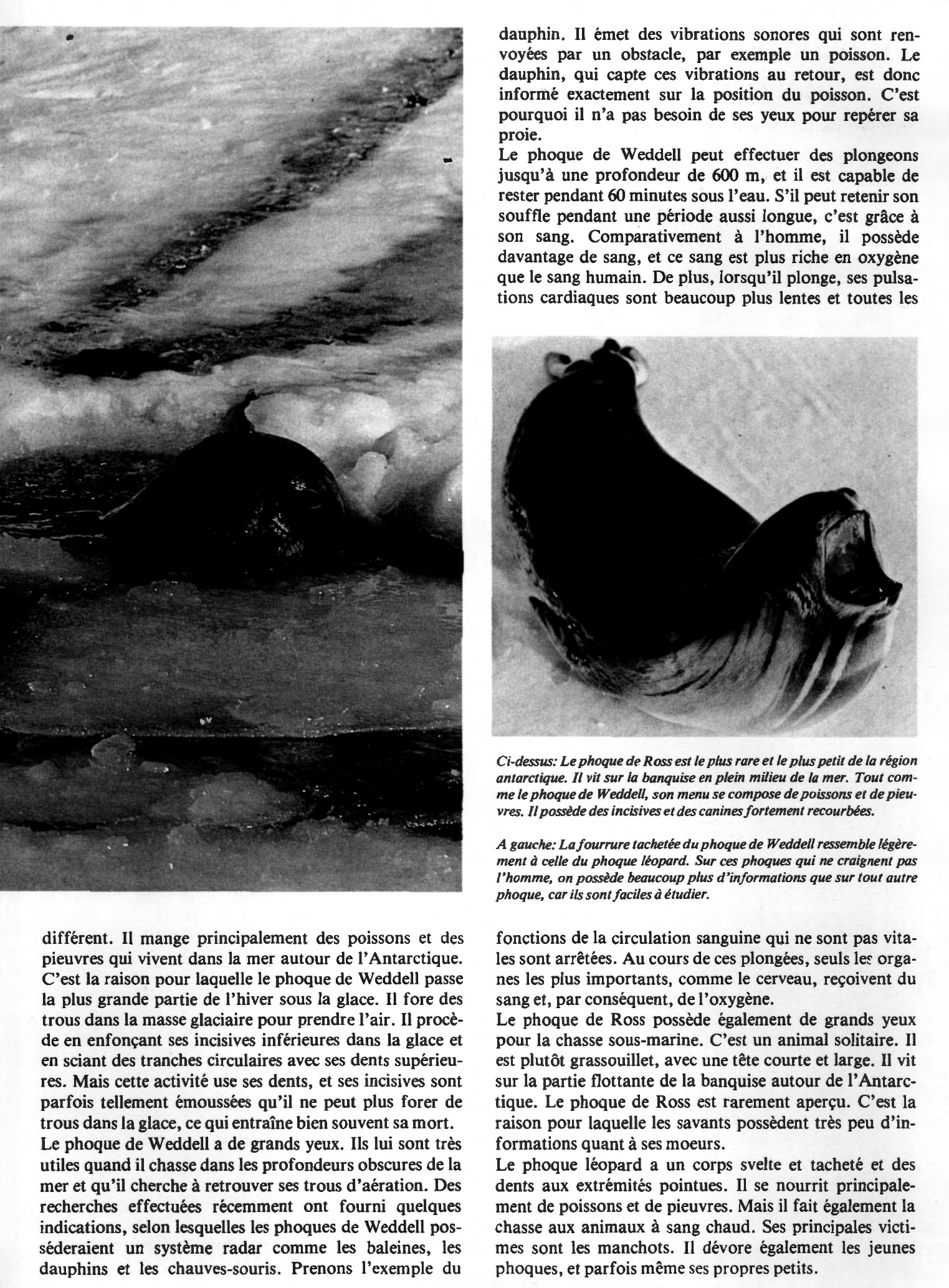 Prévisualisation du document Les phoques des mers antarctiques