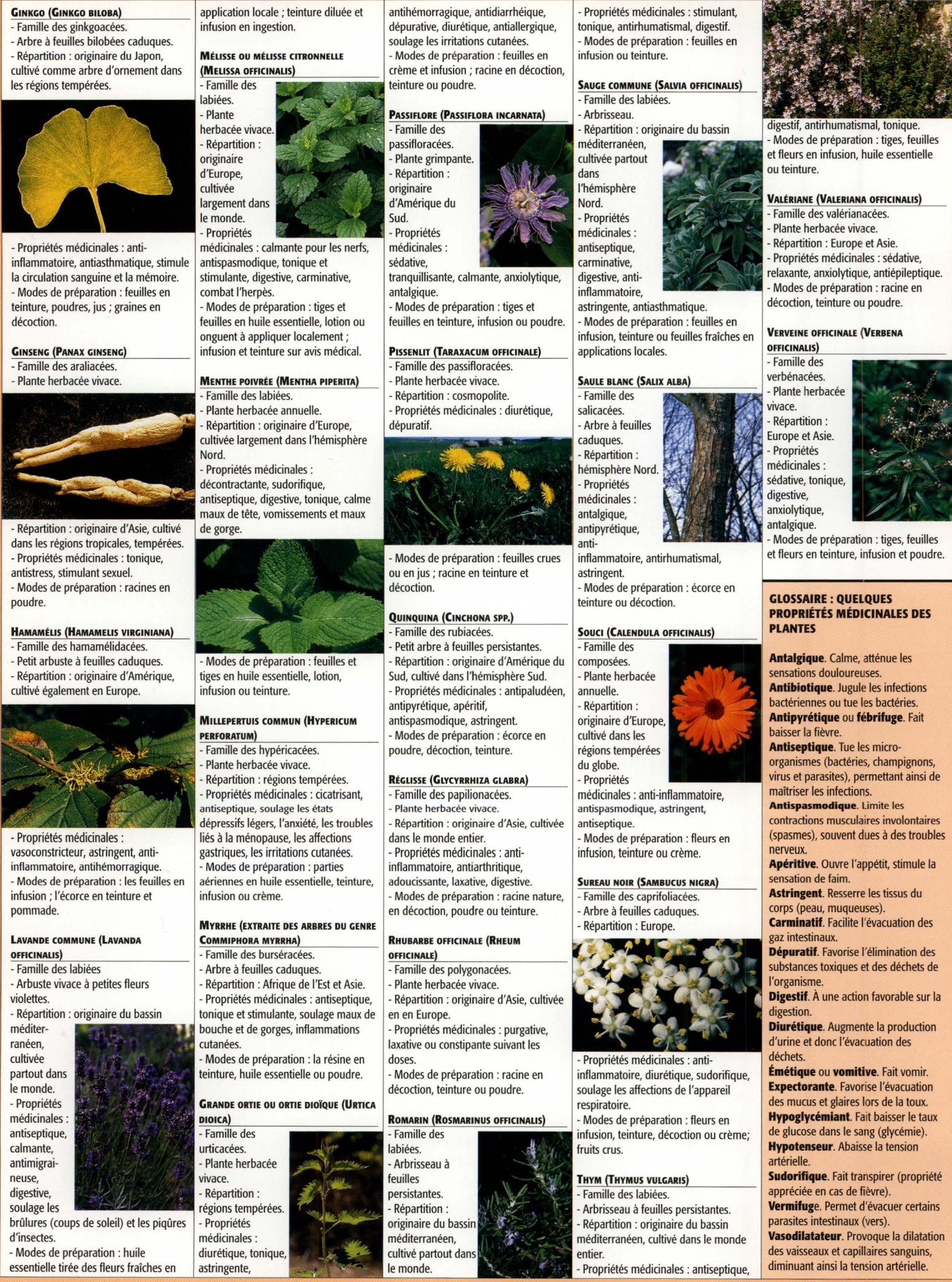 Prévisualisation du document Les plantes médicinales  (Exposé – SVT – Collège/Lycée)