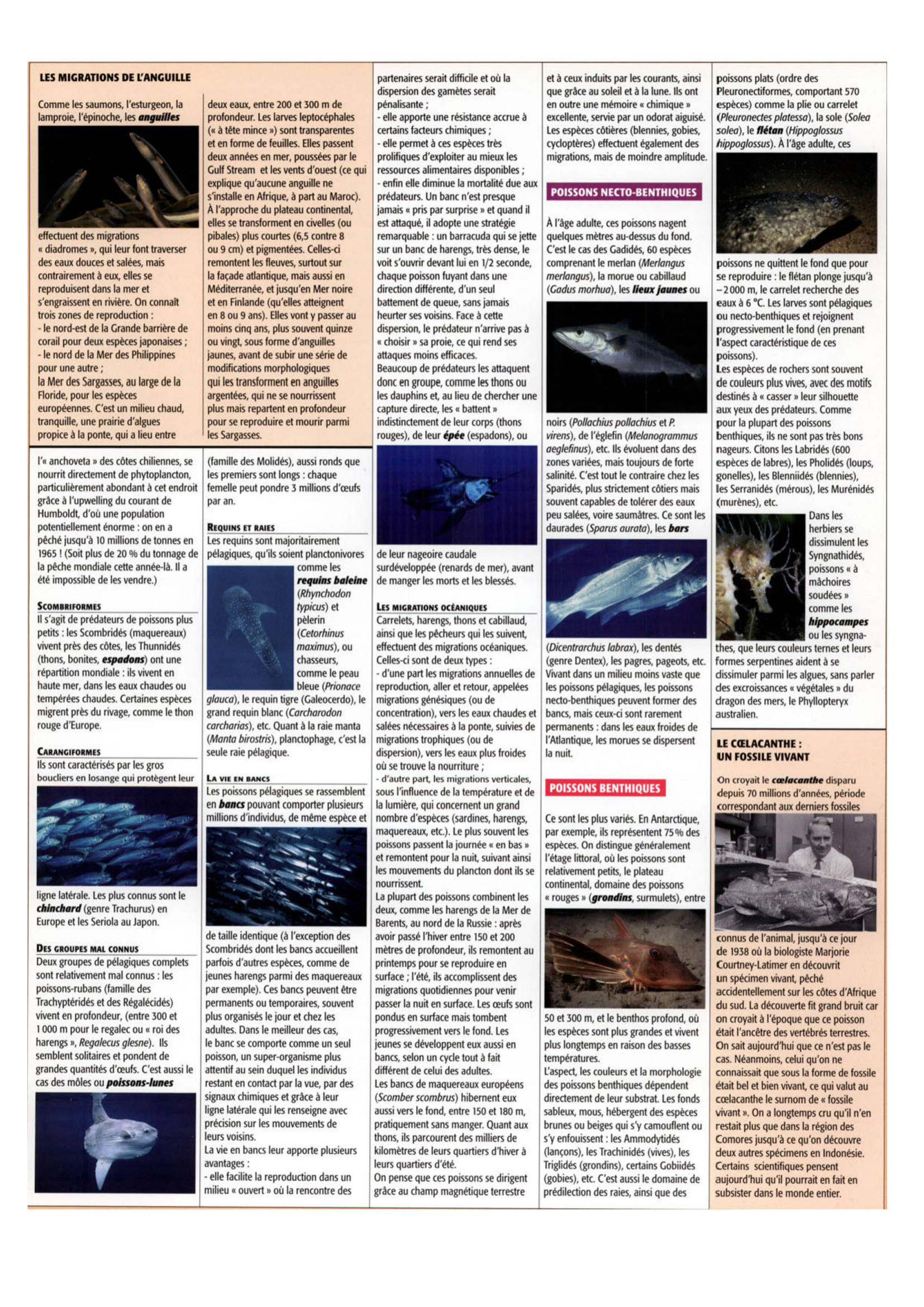 Prévisualisation du document Les poissons de mer