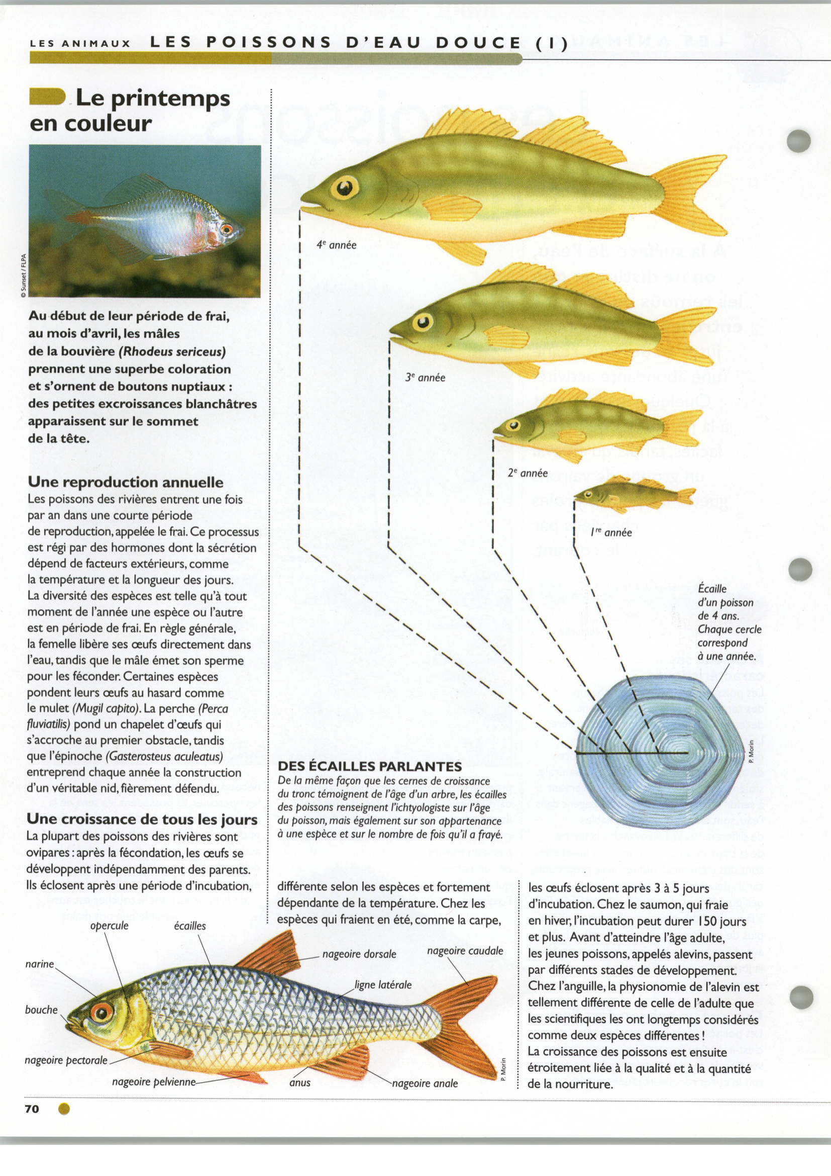 Prévisualisation du document Les poissons d'eau douce