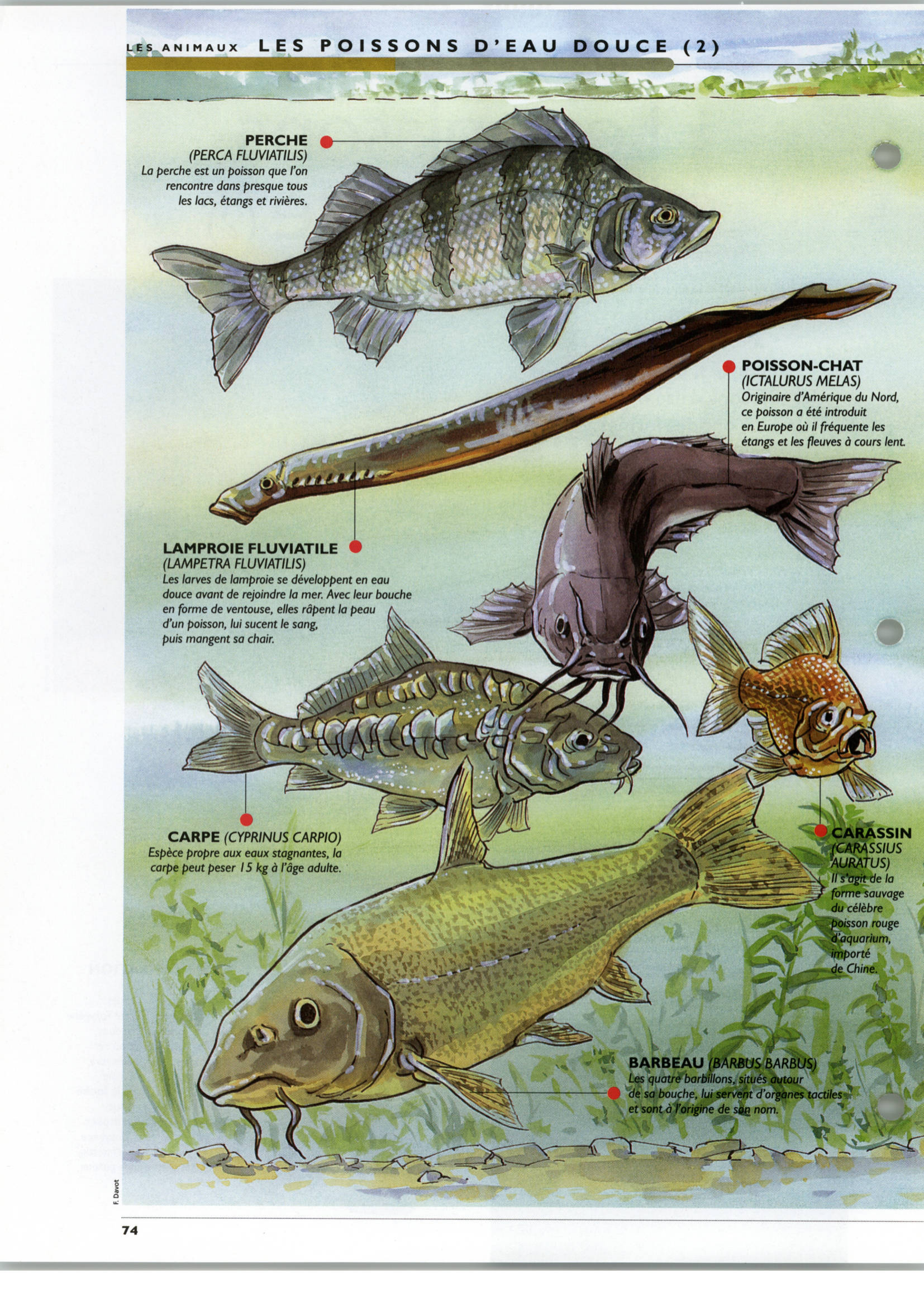 Prévisualisation du document Les poissons d'eau douce