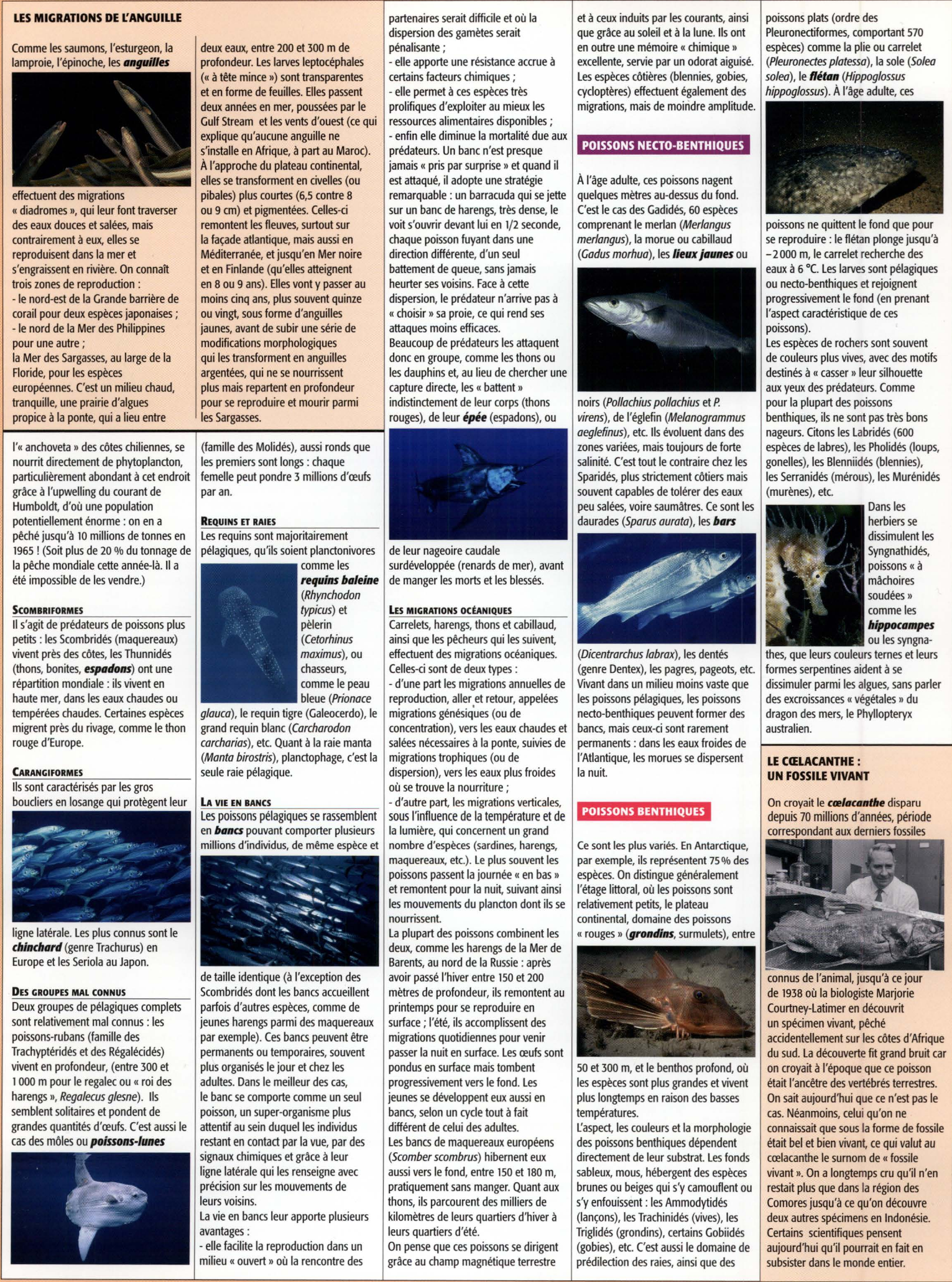 Prévisualisation du document Les poissons marins (Exposé – SVT – Collège/Lycée)