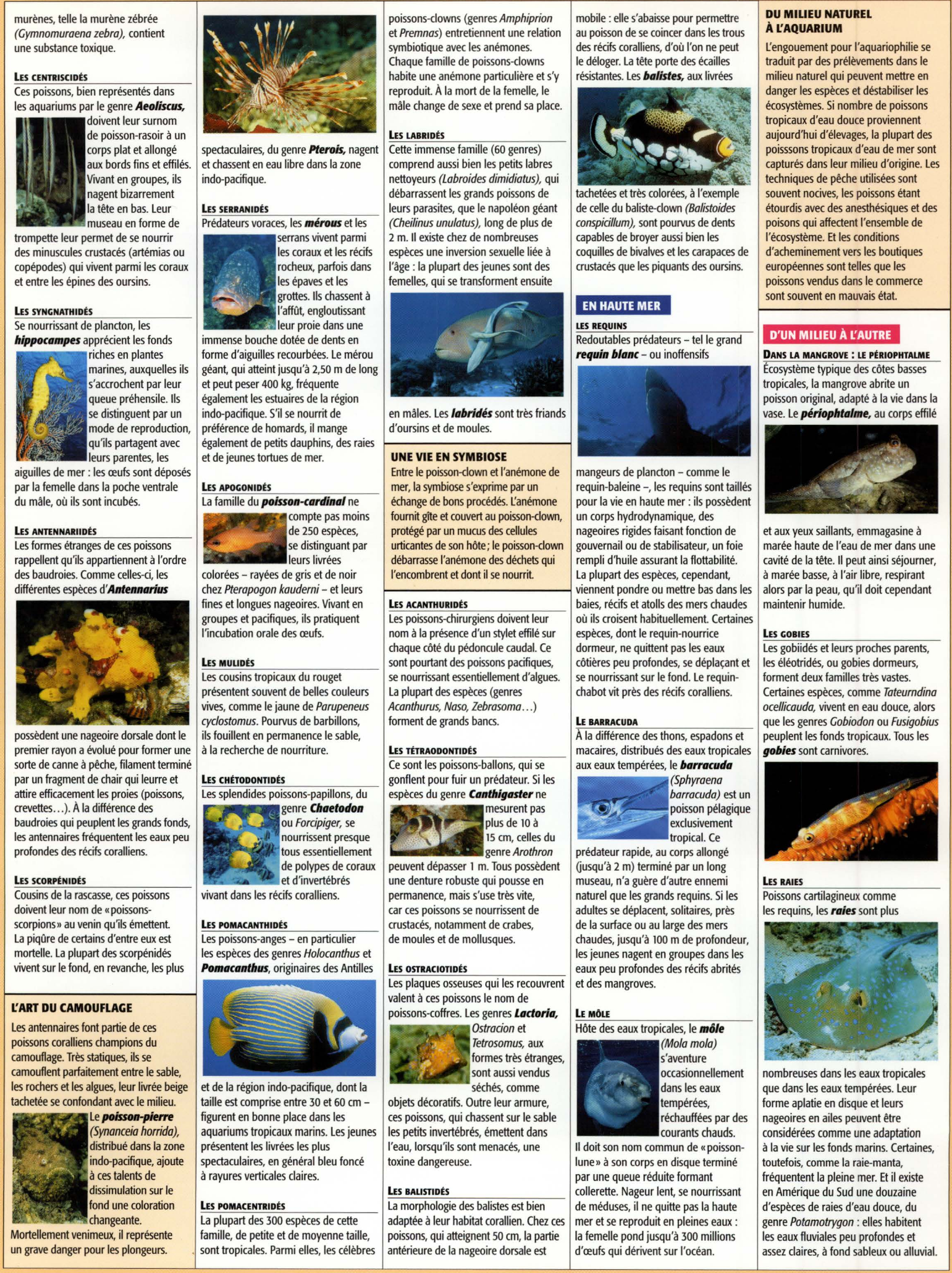 Prévisualisation du document Les poissons tropicaux