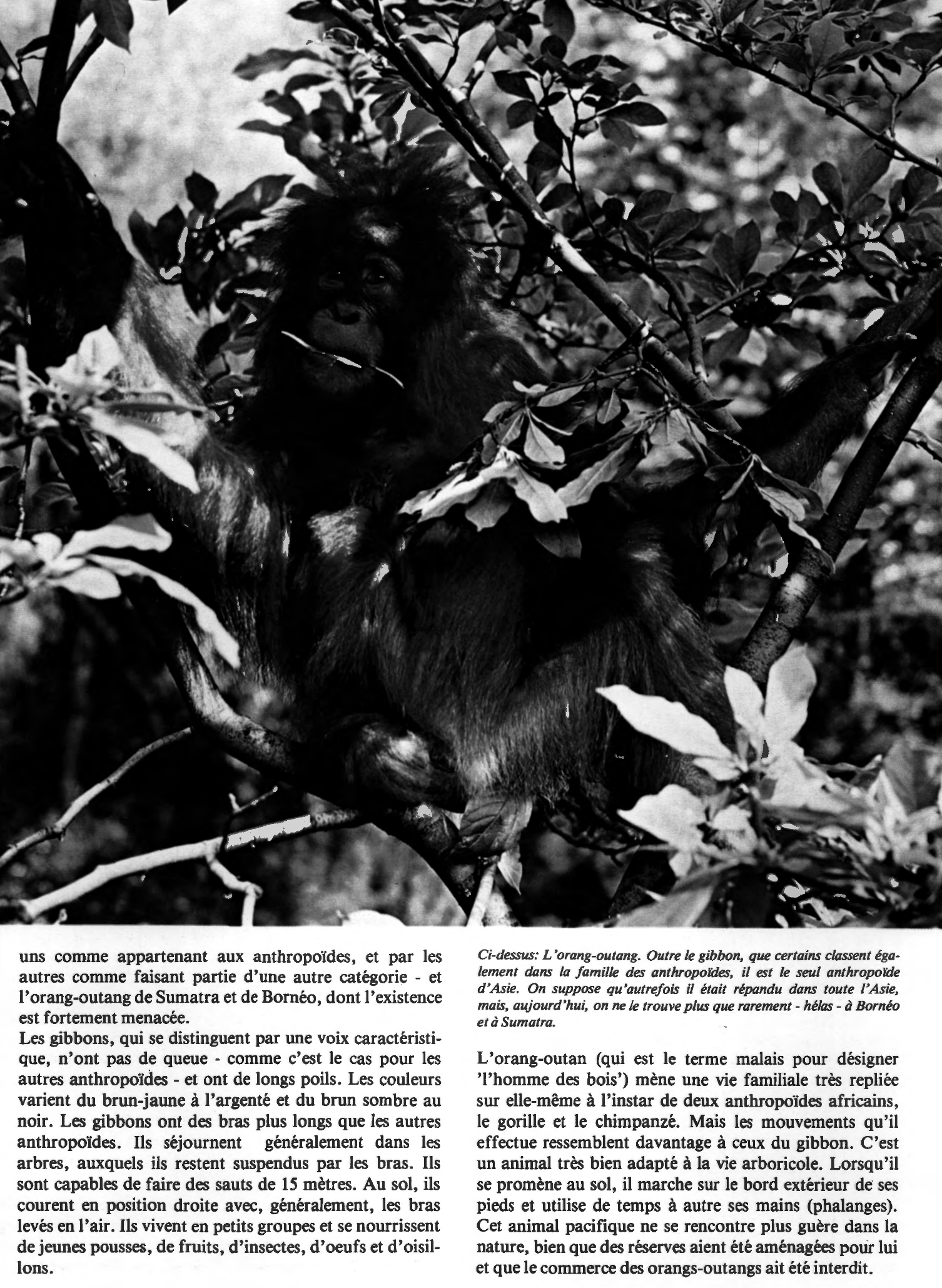 Prévisualisation du document Les primates de la région orientale