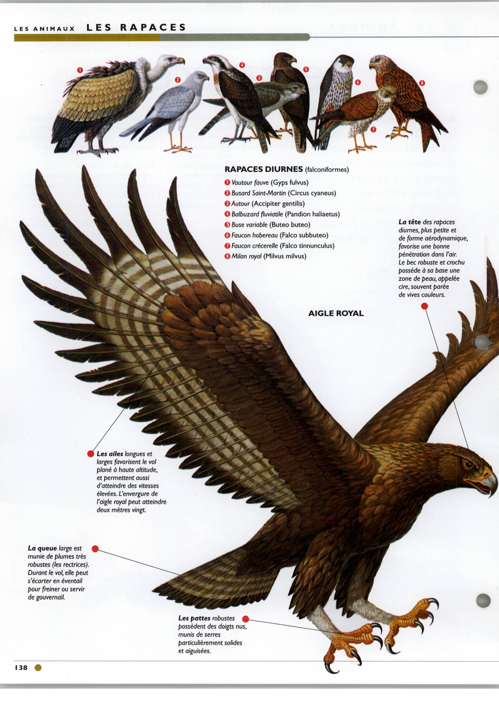 Prévisualisation du document Les rapaces