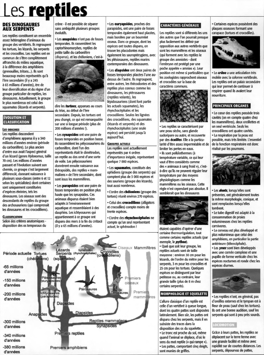 Prévisualisation du document LES REPTILES