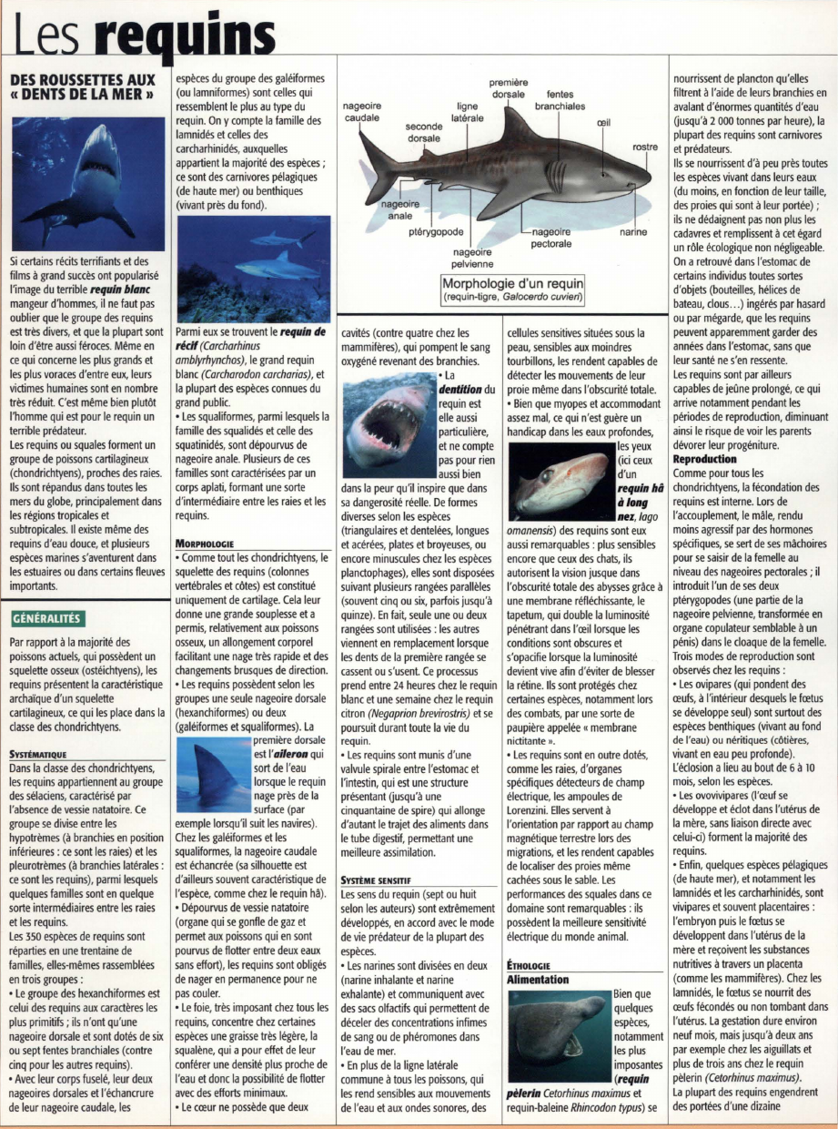 Prévisualisation du document Les requins