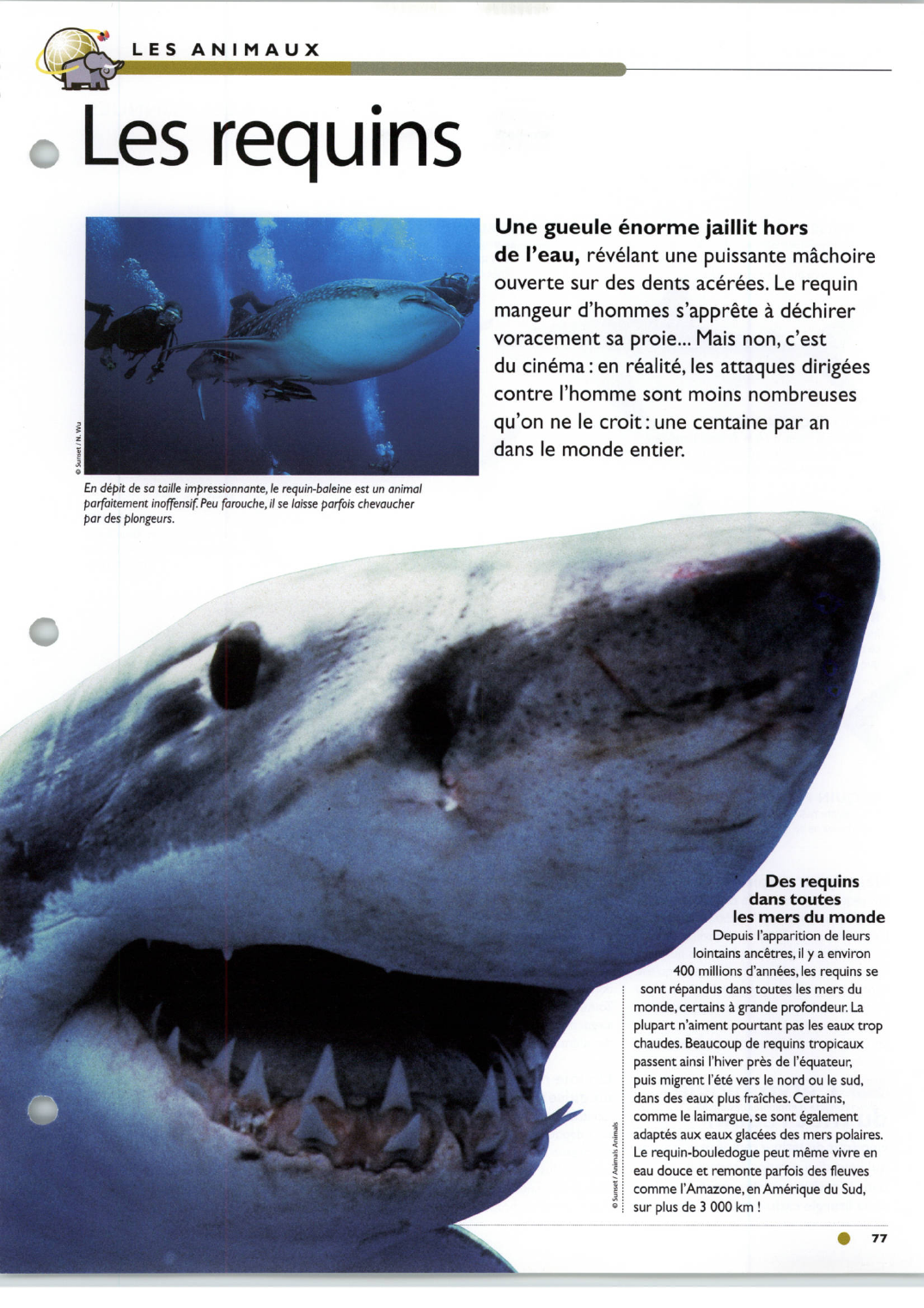 Prévisualisation du document Les requins