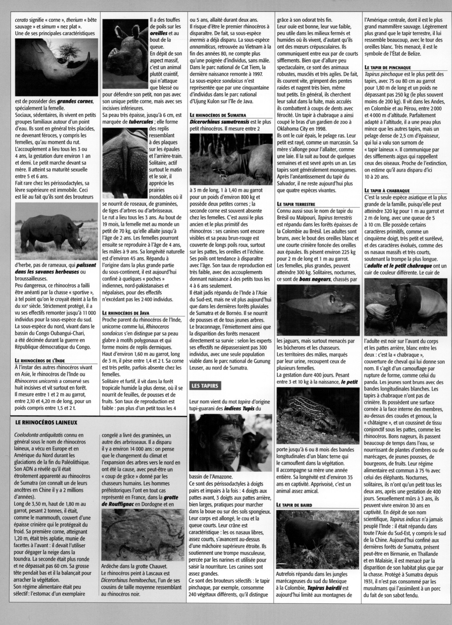Prévisualisation du document Les rhinocéros et les tapirs
