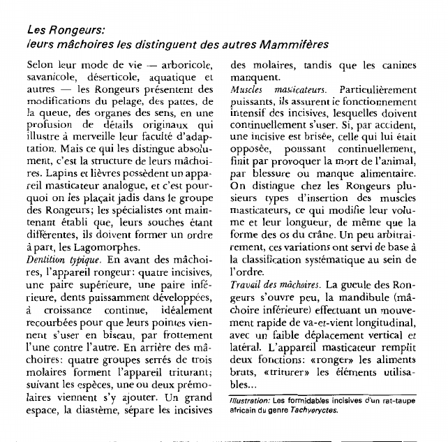 Prévisualisation du document Les Rongeurs:leurs mâchoires les distinguent des autres Mammifères.