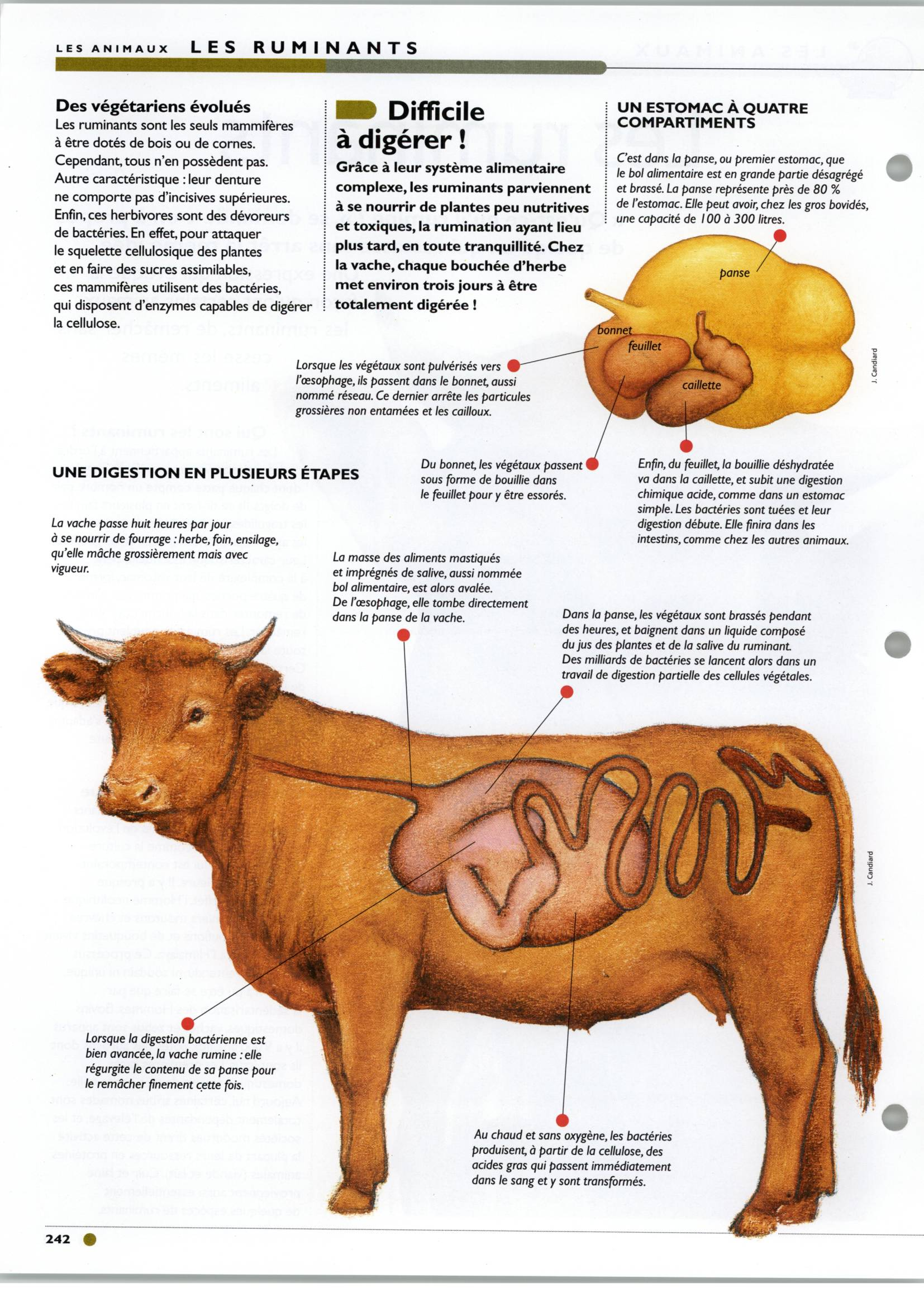 Prévisualisation du document Les ruminants