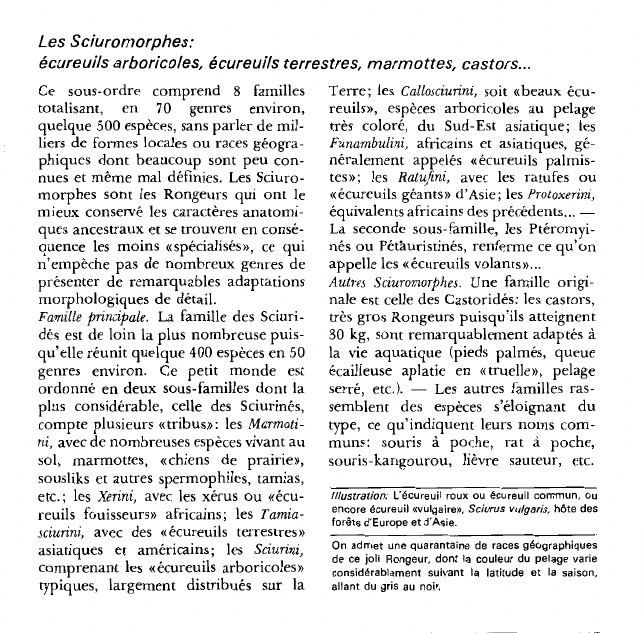 Prévisualisation du document Les Sciuromorphes:écureuils arboricoles, écureuils terrestres, marmottes, castors.