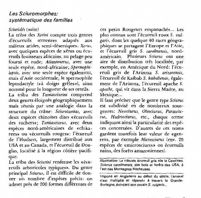 Prévisualisation du document Les Sciuromorphes:systématique des familles.