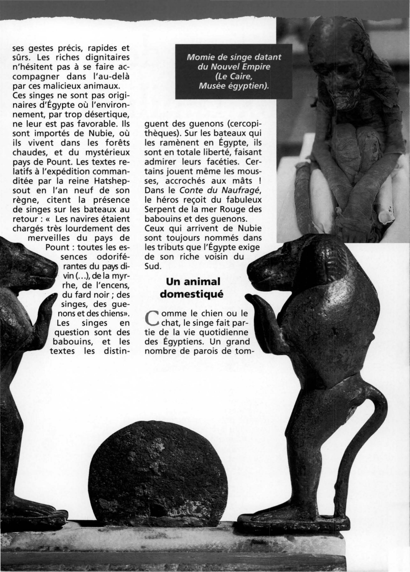 Prévisualisation du document Les singes, des animaux familiers dans l'Egypte ancienne