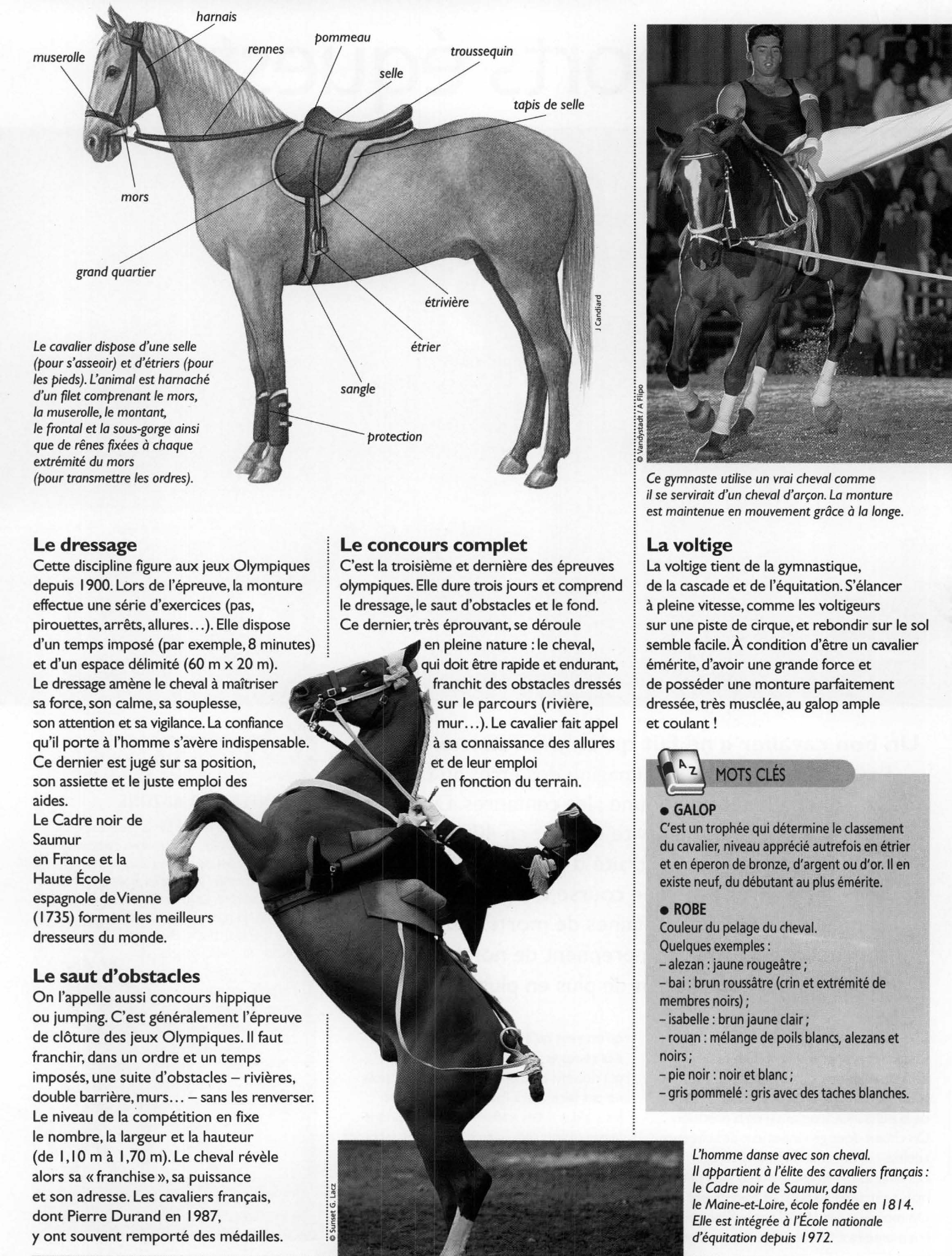 Prévisualisation du document Les sports équestres