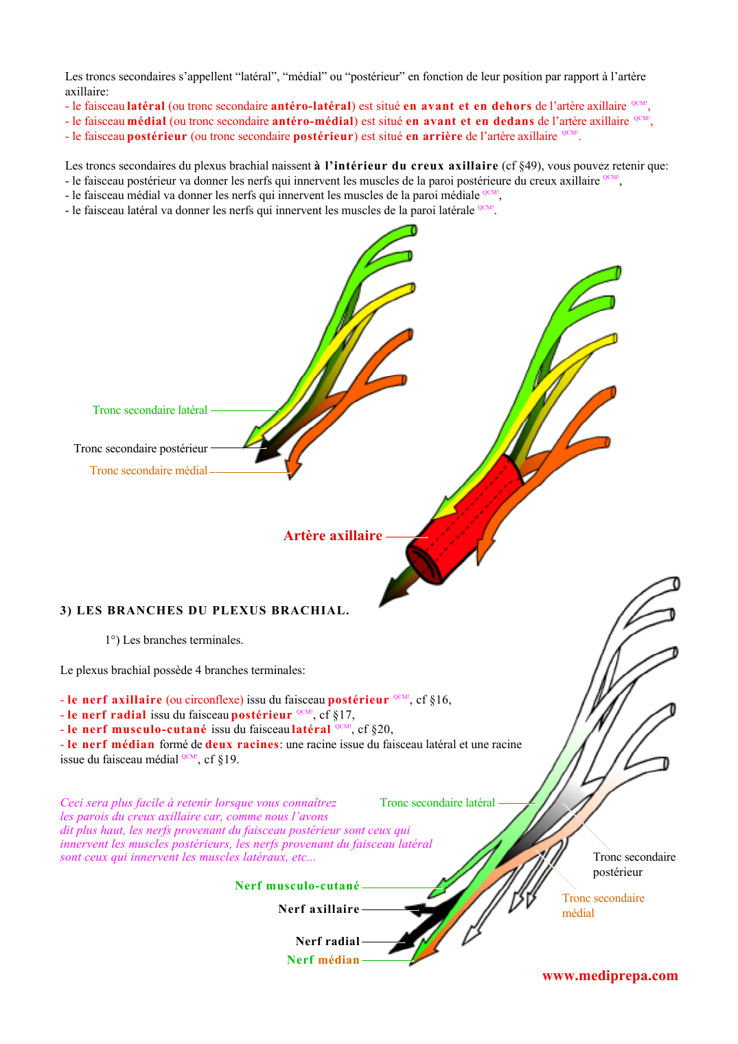 Prévisualisation du document Les troncs secondaires s'appellent "latéral", "médial" ou "postérieur" en fonction de leur position par rapport à l'artèreaxillaire:- le faisceau l atéral (ou tronc secondaire a ntéro-latéral ) est situé e n avant et en dehors de l'artère axillaire QCM!