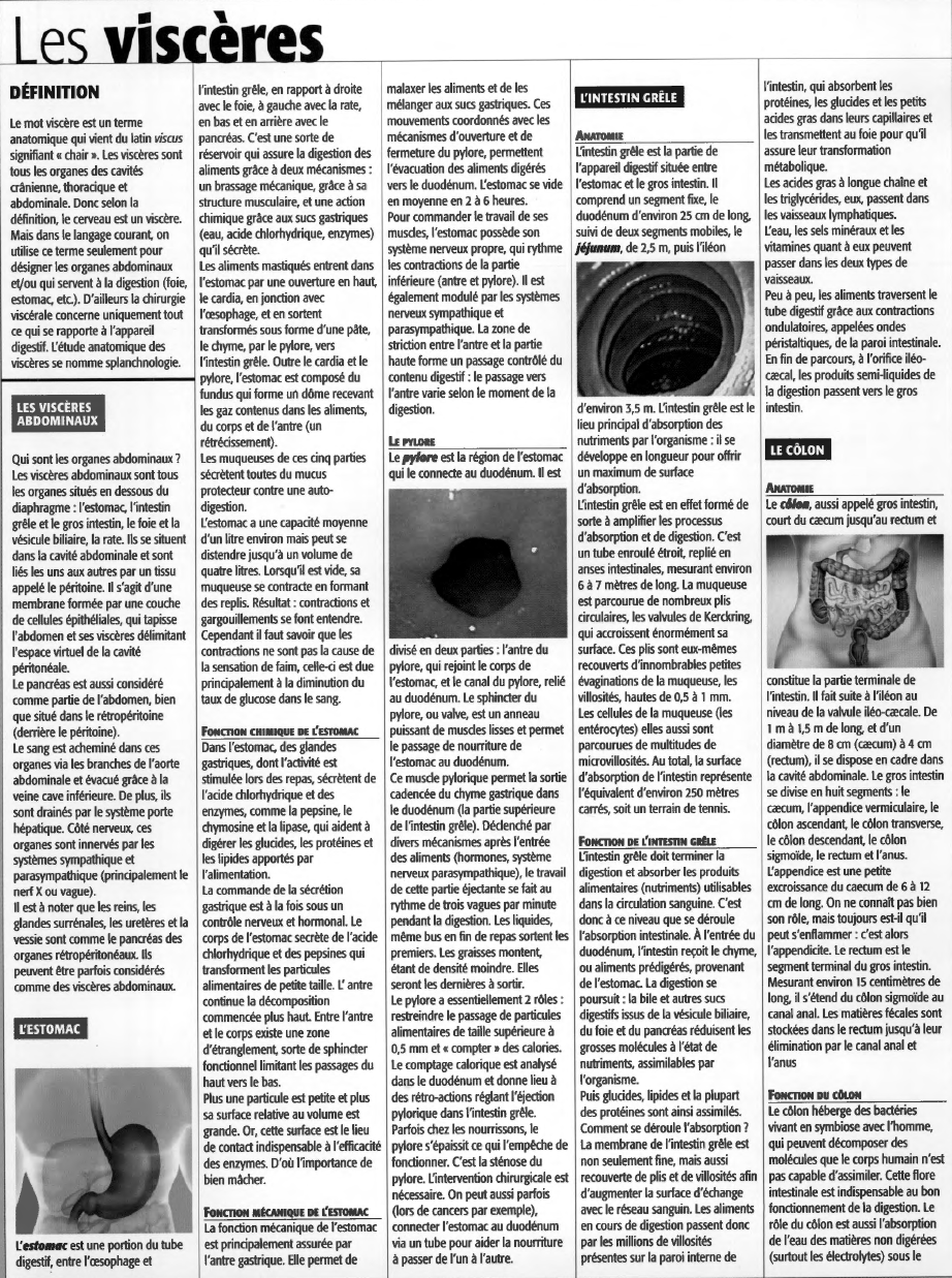 Prévisualisation du document Les viscères
