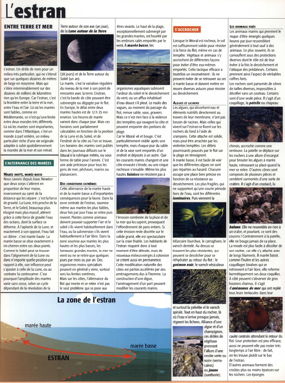 Prévisualisation du document L'estran
