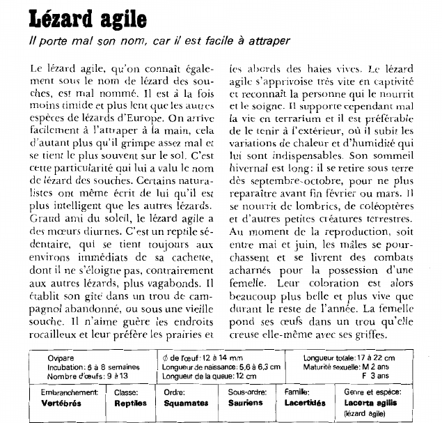 Prévisualisation du document Lézard agile:Il porte mal son nom, car il est facile à attraper.