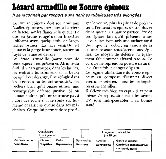 Prévisualisation du document Lézard armadillo ou Zonure épineux:Il se reconnaît par rapport à ses narines tubuleuses très allongées.