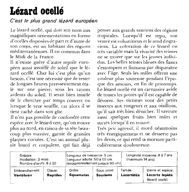 Prévisualisation du document Lézard ocellé:C'est le plus grand lézard européen.