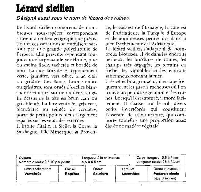 Prévisualisation du document Lézard sicilien:Désigné aussi sous le nom de lézard des ruines.