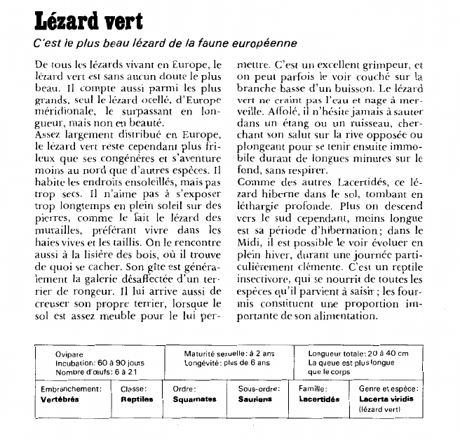 Prévisualisation du document Lézard vert:C'est le plus beau lézard de la faune européenne.