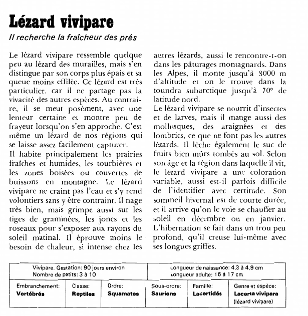 Prévisualisation du document Lézard vivipare:Il recherche la fraîcheur des prés.