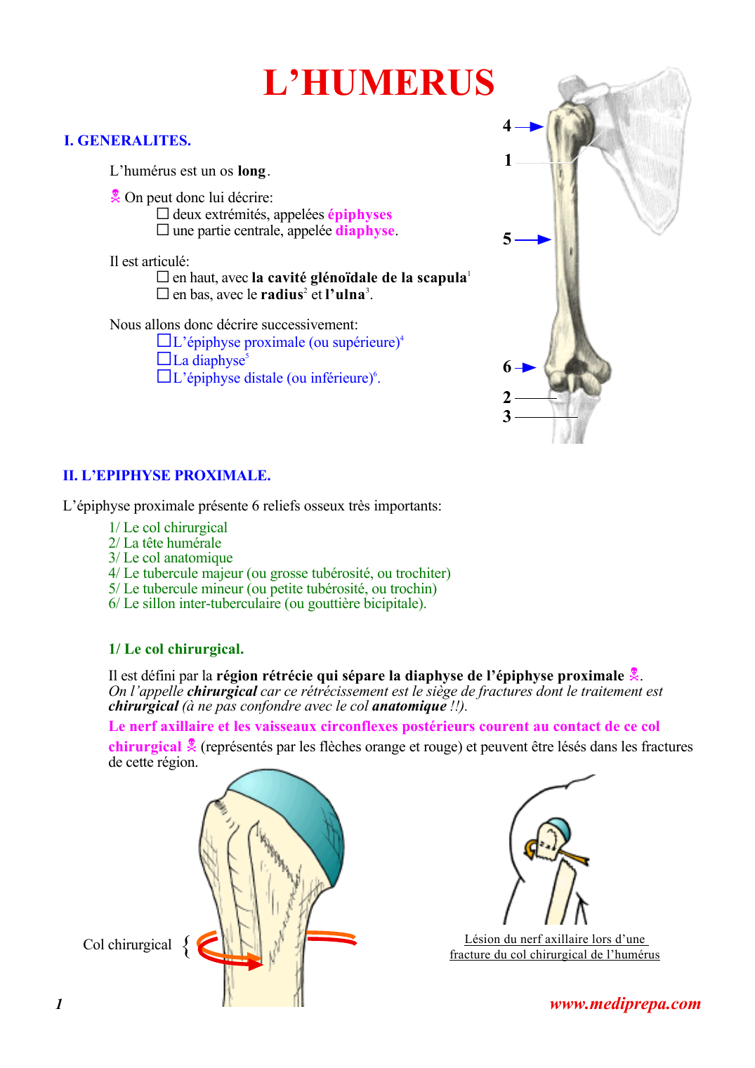 Prévisualisation du document L'HUMERUS