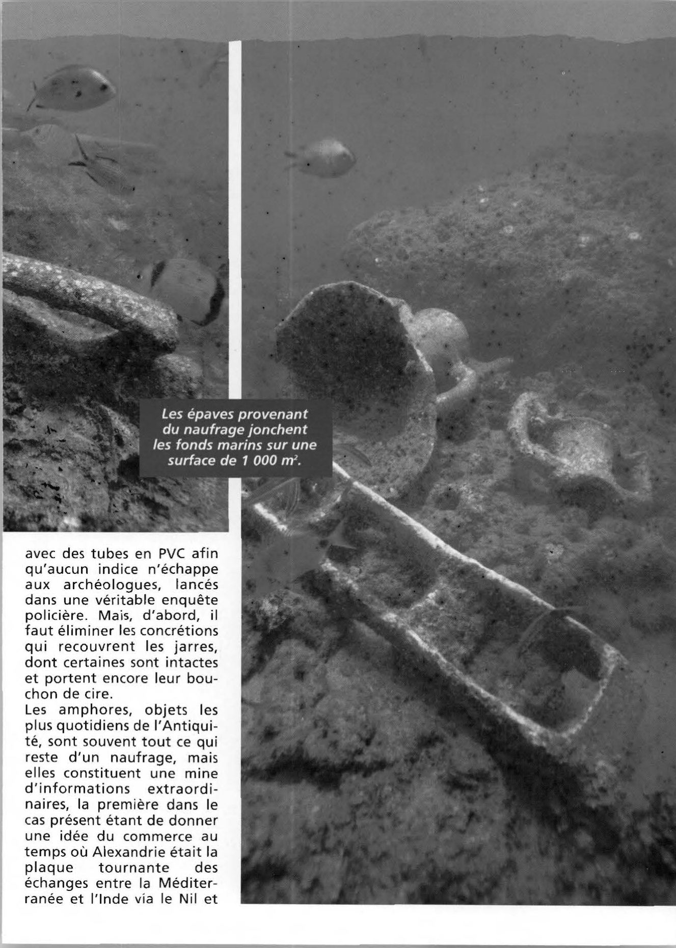 Prévisualisation du document L'immense cimetière marin d'Alexandrie