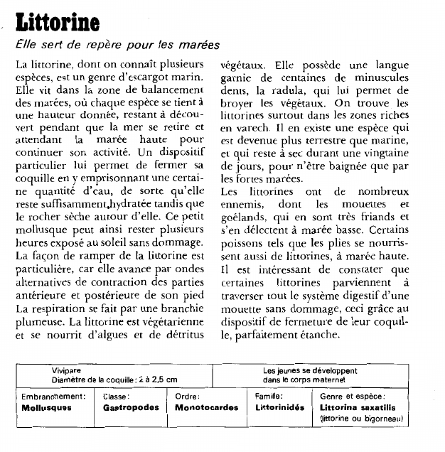 Prévisualisation du document Littorine:Elle sert de repère pour les marées.
