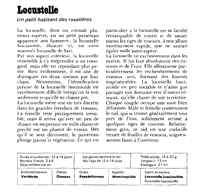 Prévisualisation du document Locustelle:Un petit habitant des roselières.