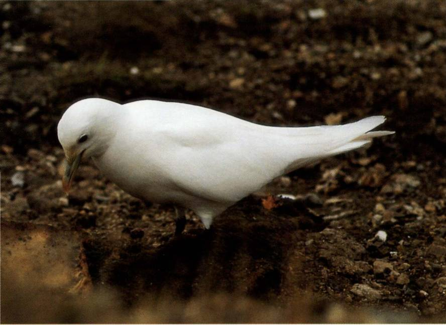 Prévisualisation du document L'oiseau qui niche le plus au nord