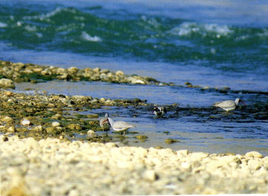 Prévisualisation du document L'oiseau qui se camoufle le mieux