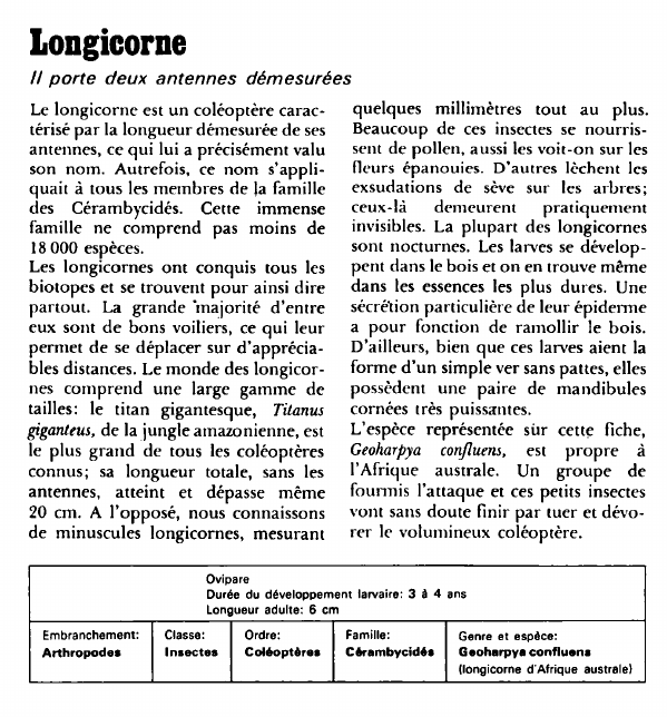 Prévisualisation du document Longicorne:porte deux antennes démesurées.