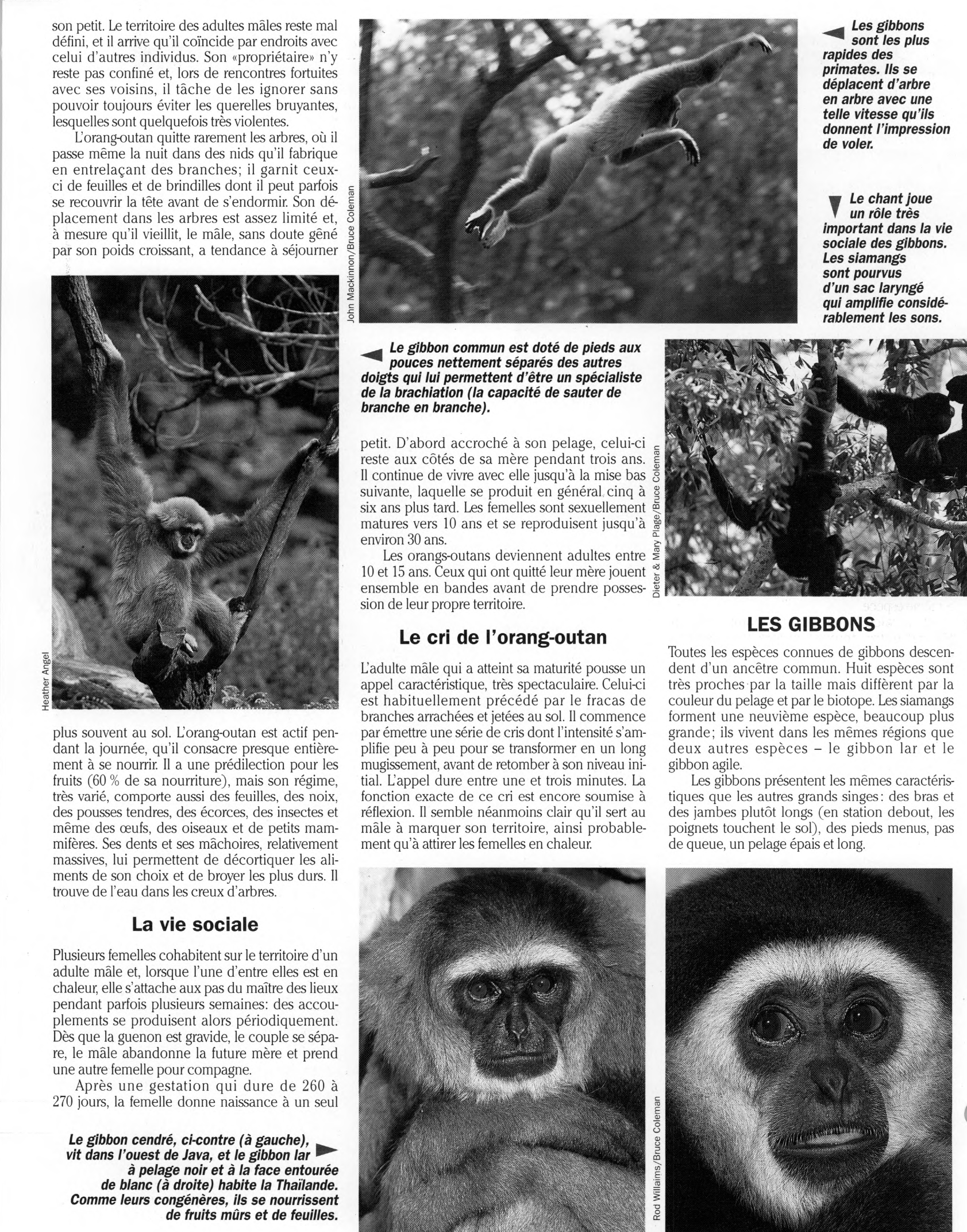 Prévisualisation du document L'Orang-Outan et le Gibbon