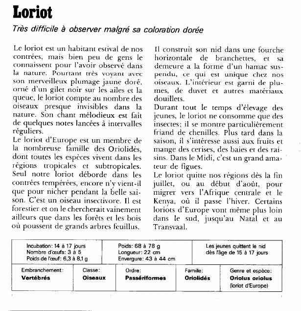 Prévisualisation du document Loriot:Très difficile à observer malgré sa coloration dorée.