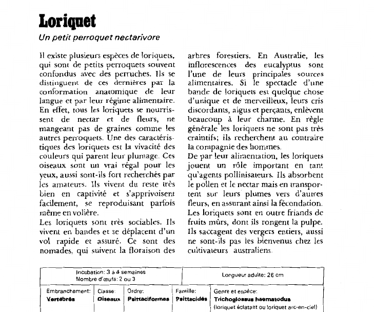 Prévisualisation du document Loriquet:Un petit perroquet nectarivore.