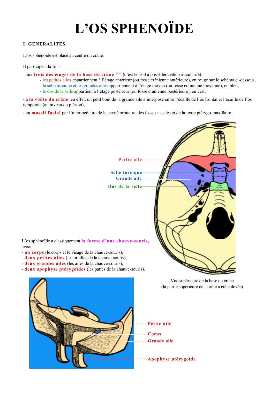 Prévisualisation du document L'OS SPHENOÏDEI.