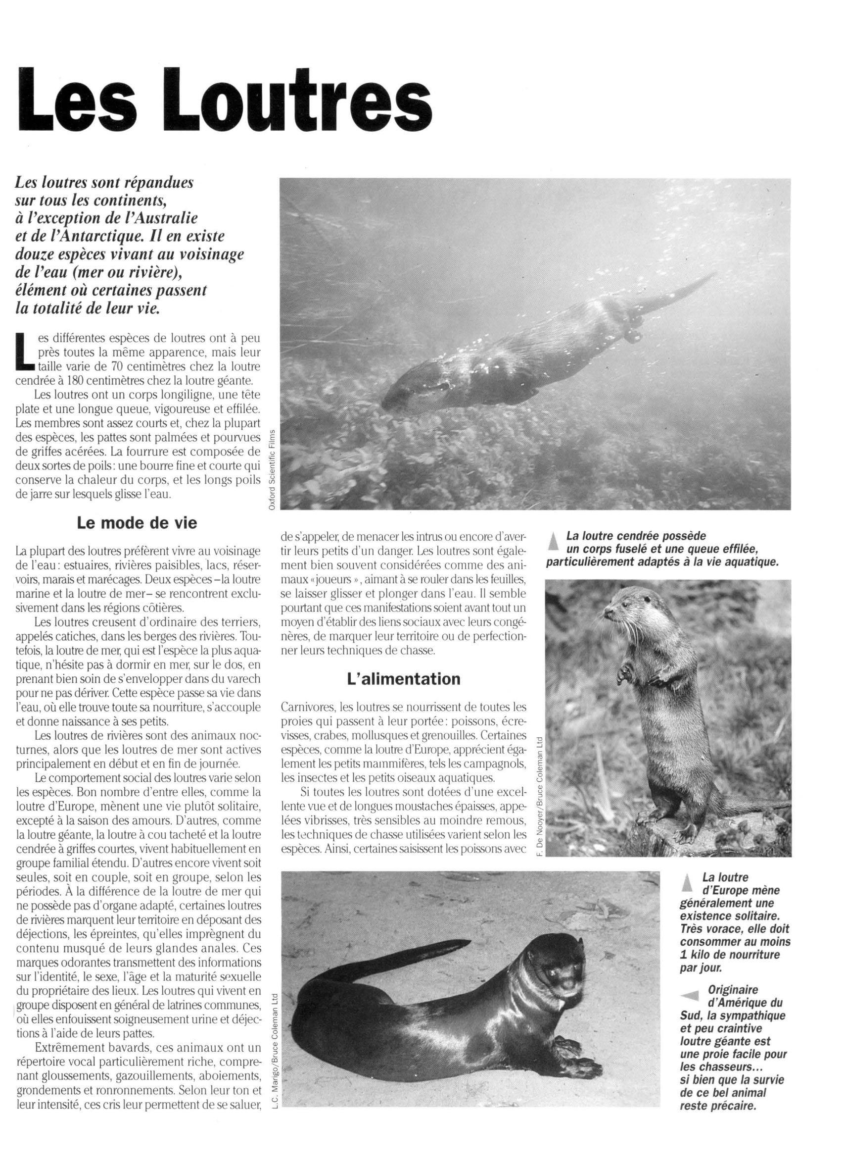 Prévisualisation du document Loutre