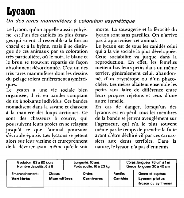 Prévisualisation du document Lycaon:Un des rares mammifères à coloration asymétrique.