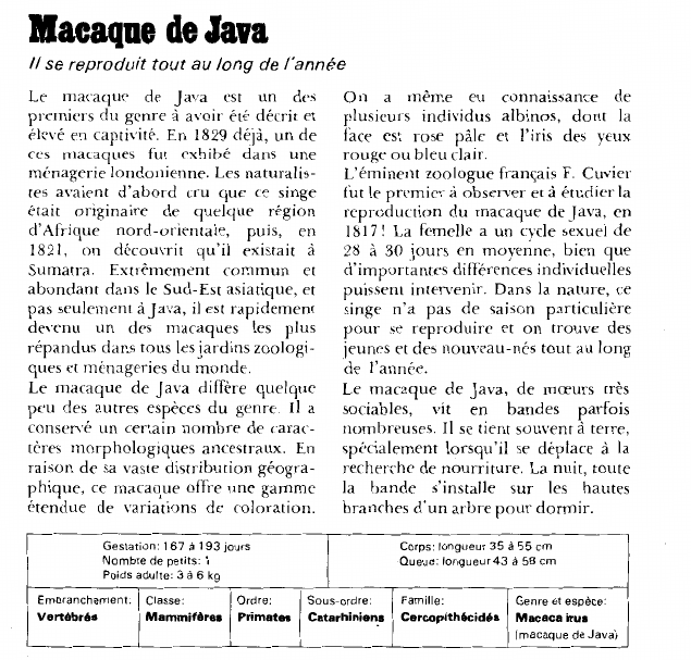 Prévisualisation du document Macaque de Java:Il se reproduit tout au long de l'année.