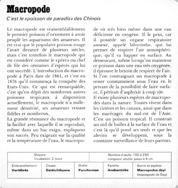 Prévisualisation du document Macropode:C'est le «poisson de paradis» des Chinois.