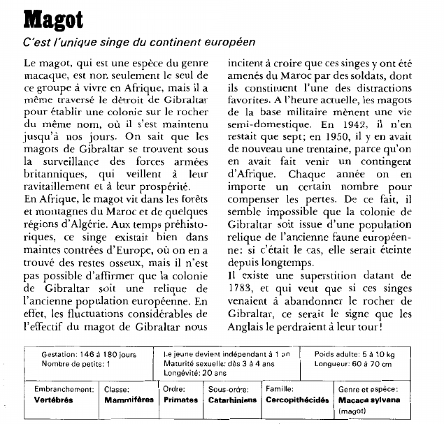 Prévisualisation du document Magot:C'est l'unique singe du continent européen.
