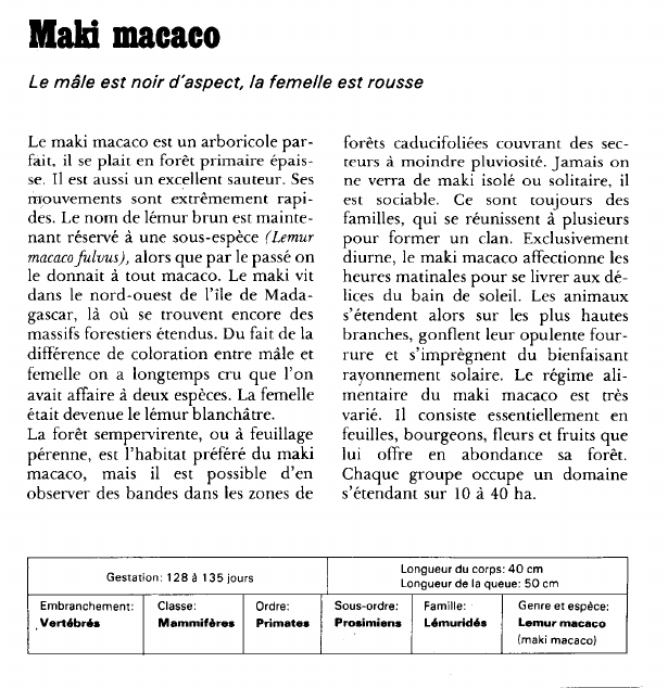 Prévisualisation du document Maki macaco:Le mâle est noir d'aspect, la femelle est rousse.