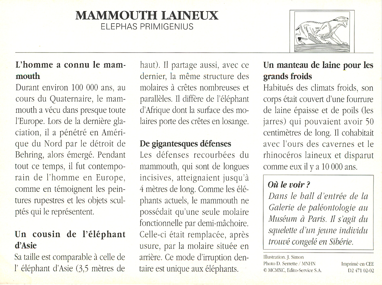 Prévisualisation du document MAMMOUTH LAINEUX (elephas primigenius)