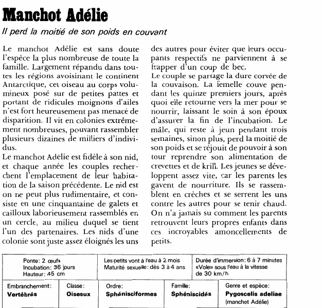 Prévisualisation du document Manchot Adélie:Il perd la moitié de son poids en couvant.