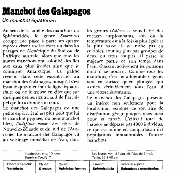 Prévisualisation du document Manchot des Galapagos:Un manchot équatorial!