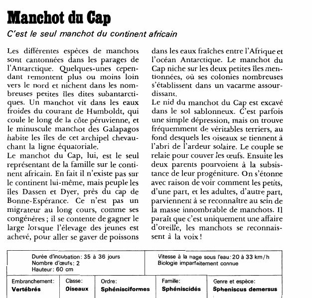 Prévisualisation du document Manchot du Cap:C'est le seul manchot du continent africain.
